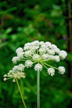 Cicuta virosa