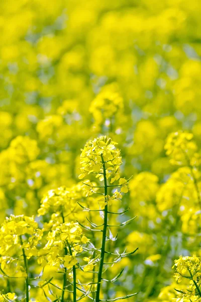 フィールド上の黄色の菜種の花 — ストック写真