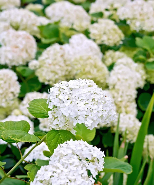 Hydrangea, білим — стокове фото