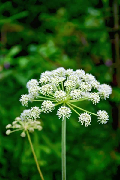 Cicuta virosa Royalty Free Stock Photos