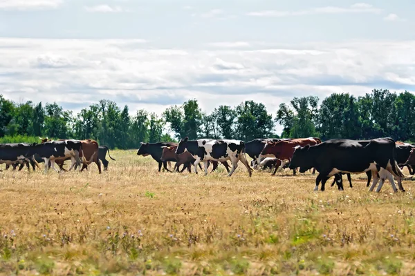 Koeien zwart-wit en bruin op weide — Stockfoto
