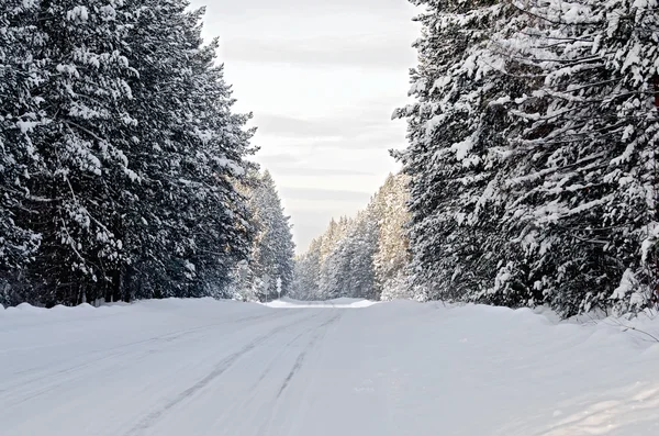 Asfalto de carretera cubierto de nieve y coníferas —  Fotos de Stock