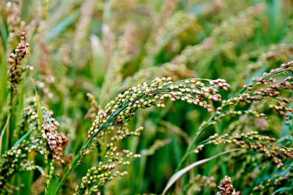 Proso stonky zelené — Stock fotografie