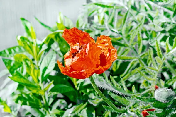 Mohn rot mit Blättern — Stockfoto