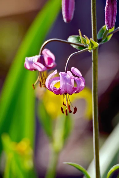 Lilium martagon purple — Stock Photo, Image