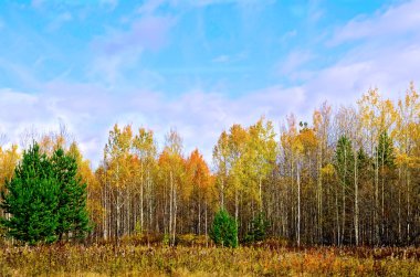 Orman sonbahar ve mavi gökyüzü