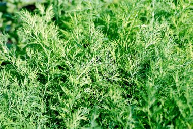 Bahçede yeşil dereotu