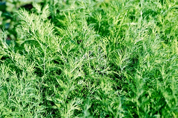 Dill groen in de tuin — Stockfoto