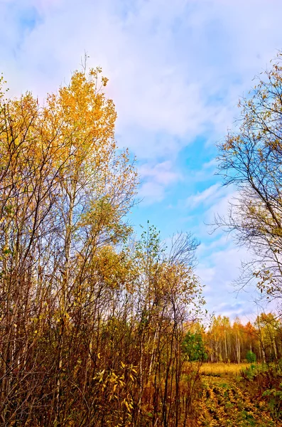 Outono de floresta com estrada e céu azul — Fotografia de Stock