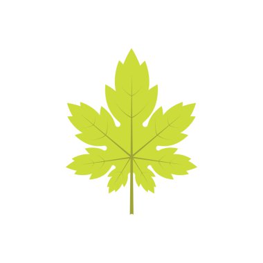 Beyaz arkaplanda akçaağaç yaprağı