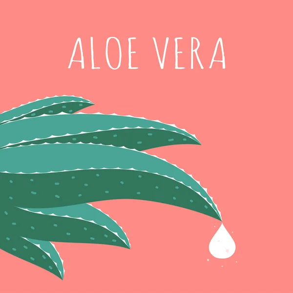 Aloes Vera Szablon Logo Zielony Liść Aloesu Vera Izolowane Ilustracja — Wektor stockowy