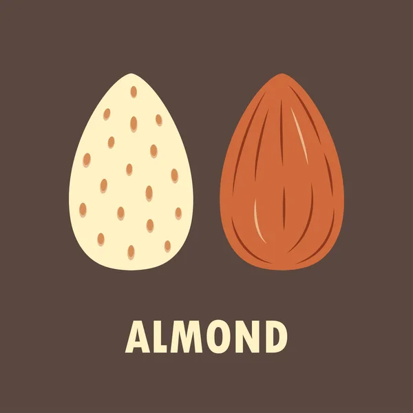 Peeled Unpeeled Almond Isolated Brown Background Vector Illustration Simple Flat — Stock Vector