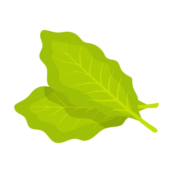 Feuille Salade Verte Fraîche Isolée Sur Fond Blanc Laitue Illustration — Image vectorielle