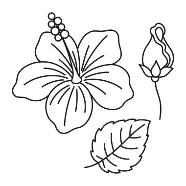 Tropikal amber çiçeklerinin düz çizgili vektör çizimi, dekoratif egzotik bitki seti
