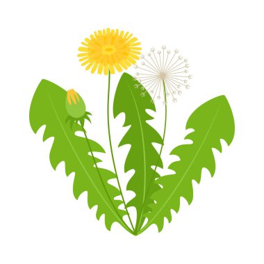 Beyaz arka planda izole edilmiş karahindiba yaprakları ve çiçekler, sağlıklı beslenme, vejetaryen organik gıdalar, düz bir tıbbi bitki