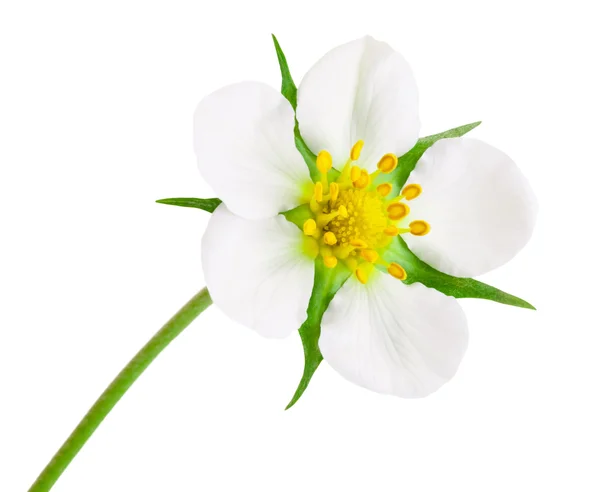 Flor de fresa de primer plano aislada sobre fondo blanco — Foto de Stock