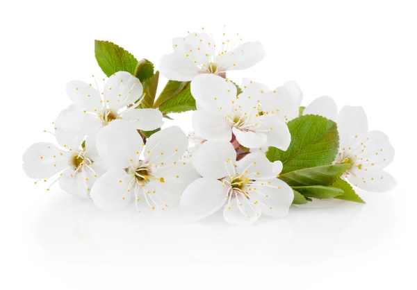 Spring Flowers Cherry Fruit Tree Isolated White Background — Stock Photo, Image