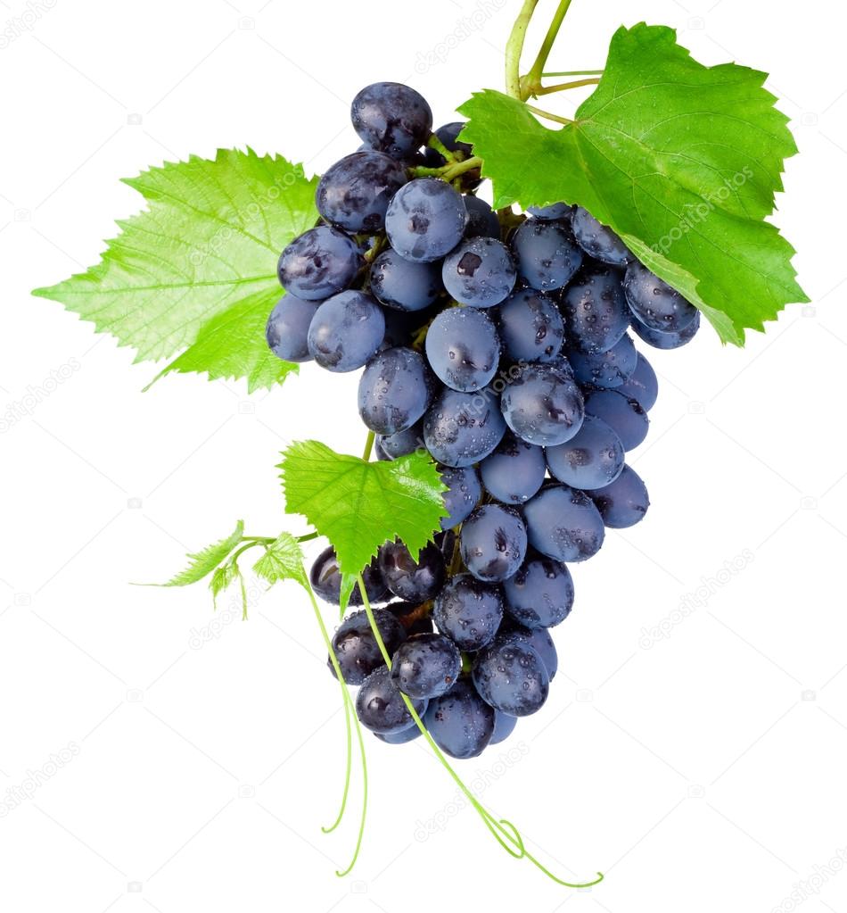 Fresh bunch of grapes with leaves isolated on a white background