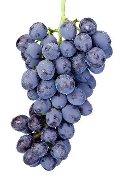 Fresh wet blue grapes isolated on white background — Stock Photo, Image