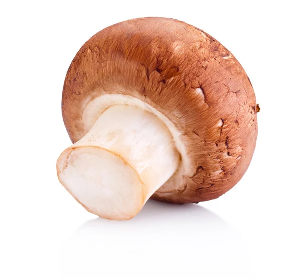 One field mushroom isolated on white background — Stock Photo, Image