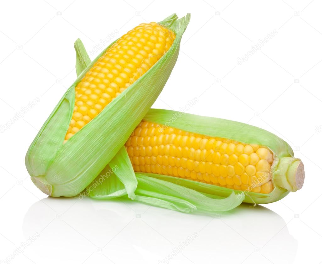 Two fresh corn cobs isolated on a white background