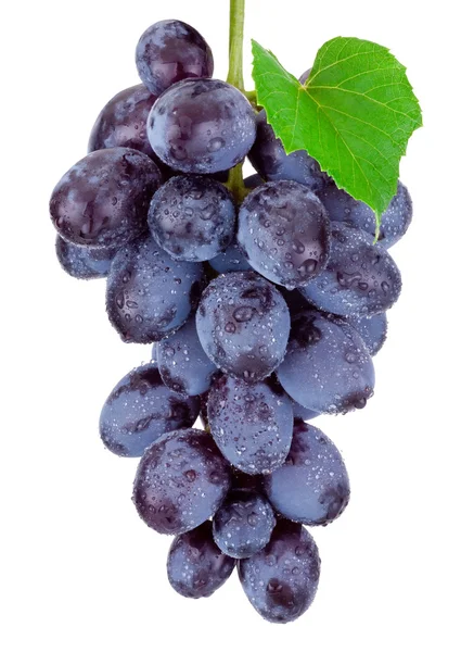 Fresh blue grapes hanging isolated on a white background — Stock Photo, Image