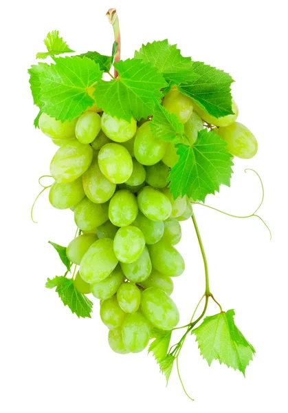 Fresh bunch of green grapes isolated on white background — Stock Photo, Image