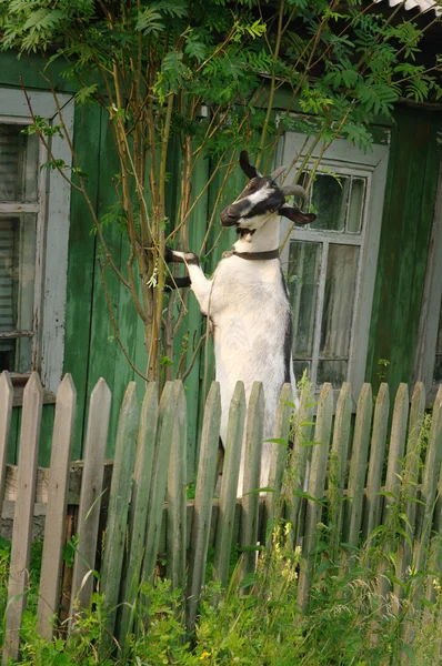 Dorosły koza zjada gałązki z jarzębiny — Zdjęcie stockowe