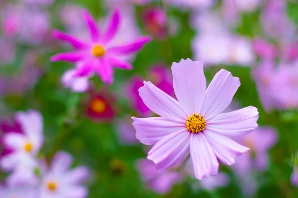 Bela flor Cosmos — Fotografia de Stock