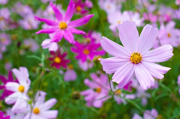 Krásné cosmos květ — Stock fotografie