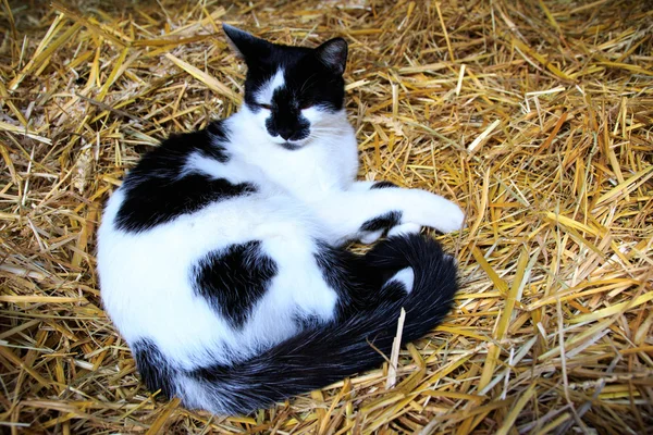 Gato em uma pilha de palha — Fotografia de Stock