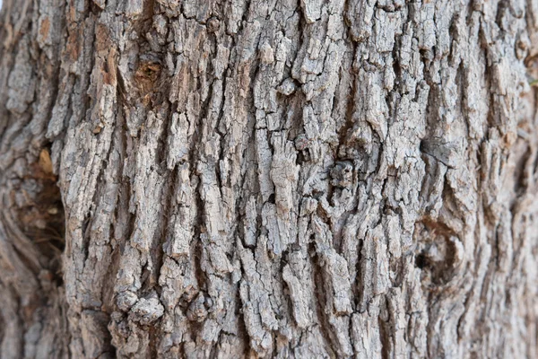 Árbol mediterráneo gris espalda primer plano —  Fotos de Stock