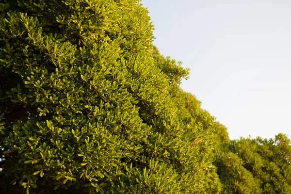 Bushes in Zadar city Royalty Free Stock Photos