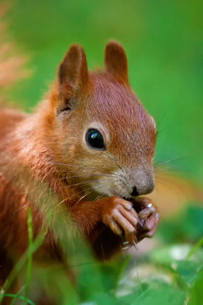 Λίγο κόκκινο Ευρασιατική σκίουρος — Φωτογραφία Αρχείου