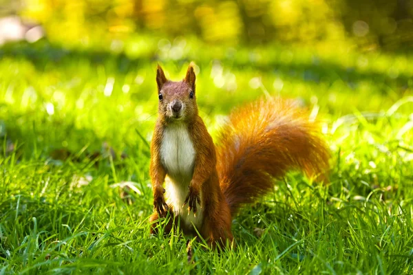 Little red eurasian squirrel — Stock Photo, Image