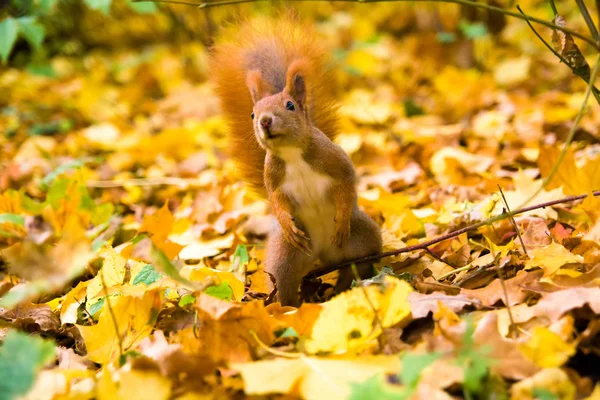 Kis piros eurázsiai mókus — Stock Fotó