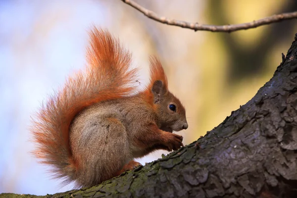 Schattige kleine rode eekhoorn op de tak — Stockfoto