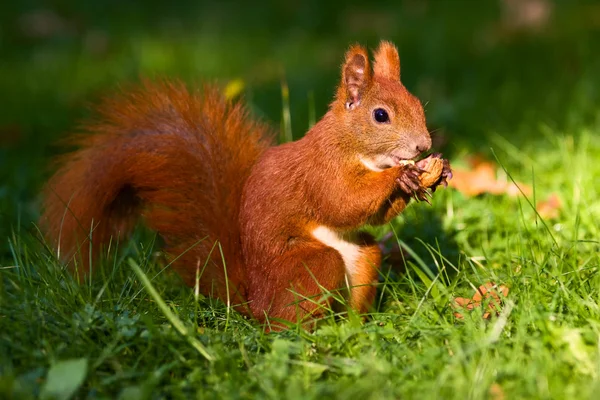 Kleine rode Euraziatische eekhoorn — Stockfoto