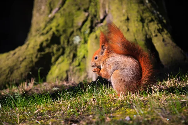 Kleine rode Euraziatische eekhoorn — Stockfoto