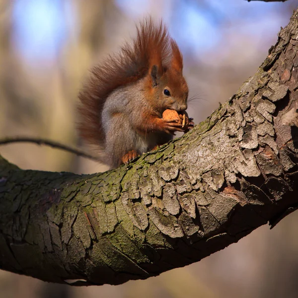 Cute little red squirrel on the branch — Stock Photo, Image