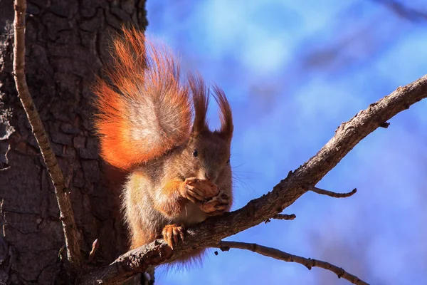 Niedliches rotes Eichhörnchen auf dem Ast — Stockfoto