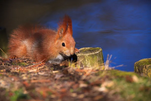 Kleine rode Euraziatische eekhoorn — Stockfoto