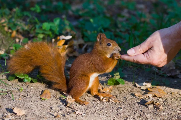 Kleines rotes Eurasisches Eichhörnchen — Stockfoto