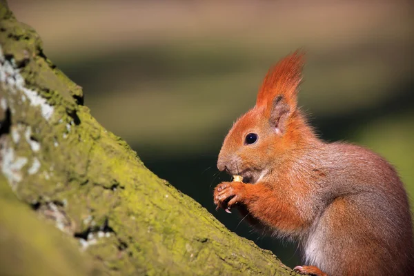 Cute little red squirrel on the branch Royalty Free Stock Images