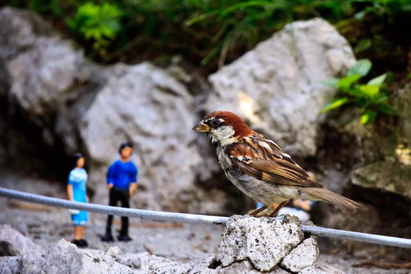 Pták na ponořené plochy, biebrza bažiny — Stock fotografie