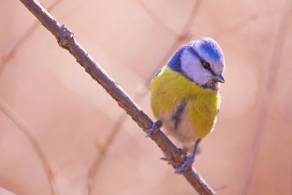 Blue chickadee on the branch — Stock Photo, Image