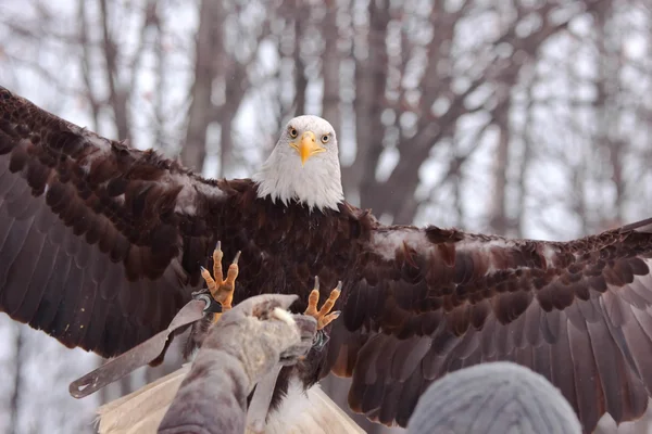 Tamed eagle landing — Stock Photo, Image