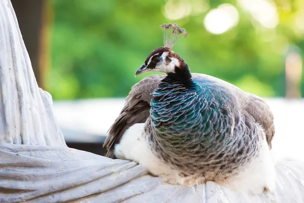 Vogel auf überschwemmtem Gebiet, Sümpfe von biebrza Stockfoto