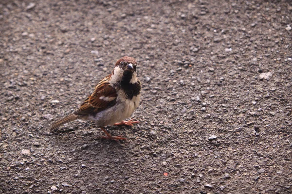 Pájaro en zona sumergida, pantanos de Biebrza — Foto de Stock