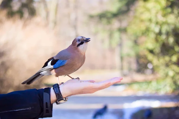 Fågel på nedsänkt område, biebrza kärr — Stockfoto